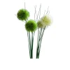 Allium 60 cm