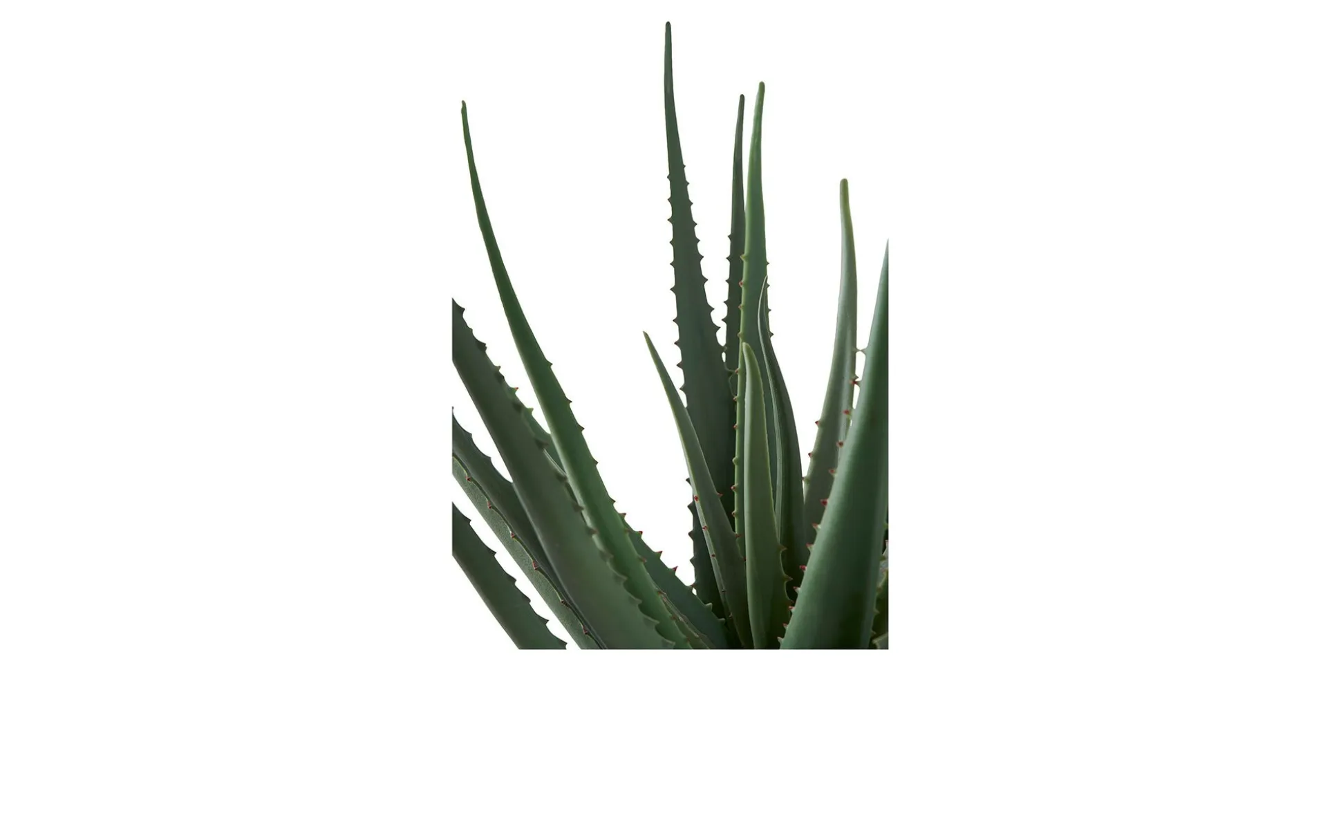 Aloe Vera Kunstpflanze Nilla