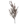 Artemisia 60 cm