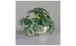 Calathea-Ranke 19 cm