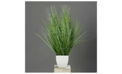 California-Beach-Gras 78 cm