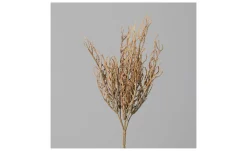Calocephalus Busch 39 cm