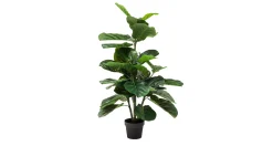 Deko-Pflanze Fiddle Leaf