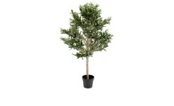 Deko-Pflanze Olive Tree