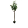 Deko-Pflanze Olive Tree