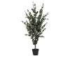 Eukalyptus Baum