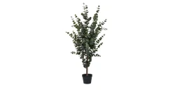 Eukalyptus Baum