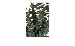Eukalyptus Baum