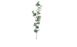 Eukalyptus 74 cm