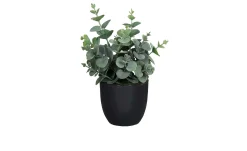 Eukalyptus 20 cm