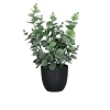 Eukalyptus 30 cm