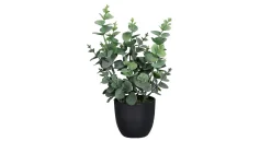 Eukalyptus 30 cm