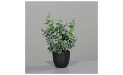 Eukalyptus 30 cm