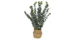 Eukalyptus im Korb 13 x 10 x 11 cm