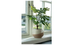 Feigenbaum Nilla