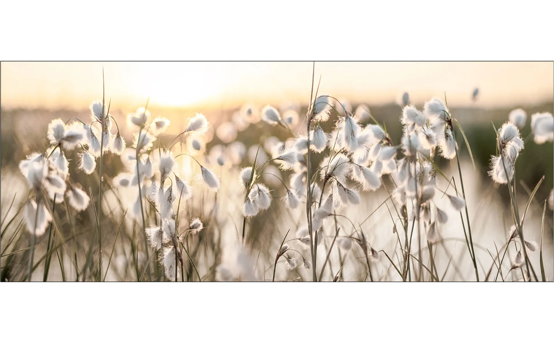 Glasbild Field Flowers In The Sun 50 x 125 cm