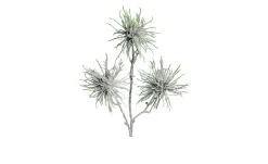 Hamamelis-Zweig 44 cm