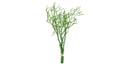 Heidelbeer Bund 35 cm
