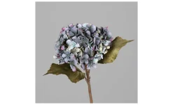 Hortensie 45 cm
