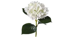 Hortensie 67 cm
