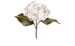 Hortensie 45 cm