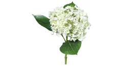 Hortensie 44 cm