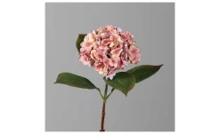 Hortensie 52 cm