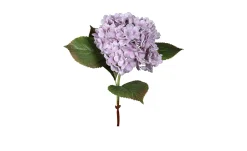 Hortensie 52 cm