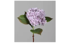 Hortensie 52 cm
