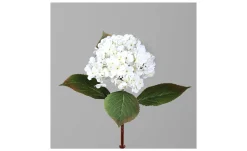 Hortensie 52 cm
