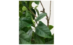 Kunstbaum Ficus