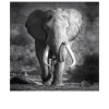 Leinwandbild Grey Elephant Head 30 x 30 cm