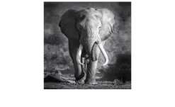 Leinwandbild Grey Elephant Head 30 x 30 cm