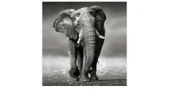 Leinwandbild Grey Elephant 40 x 40 cm