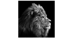 Leinwandbild Grey Lion Head 30 x 30 cm