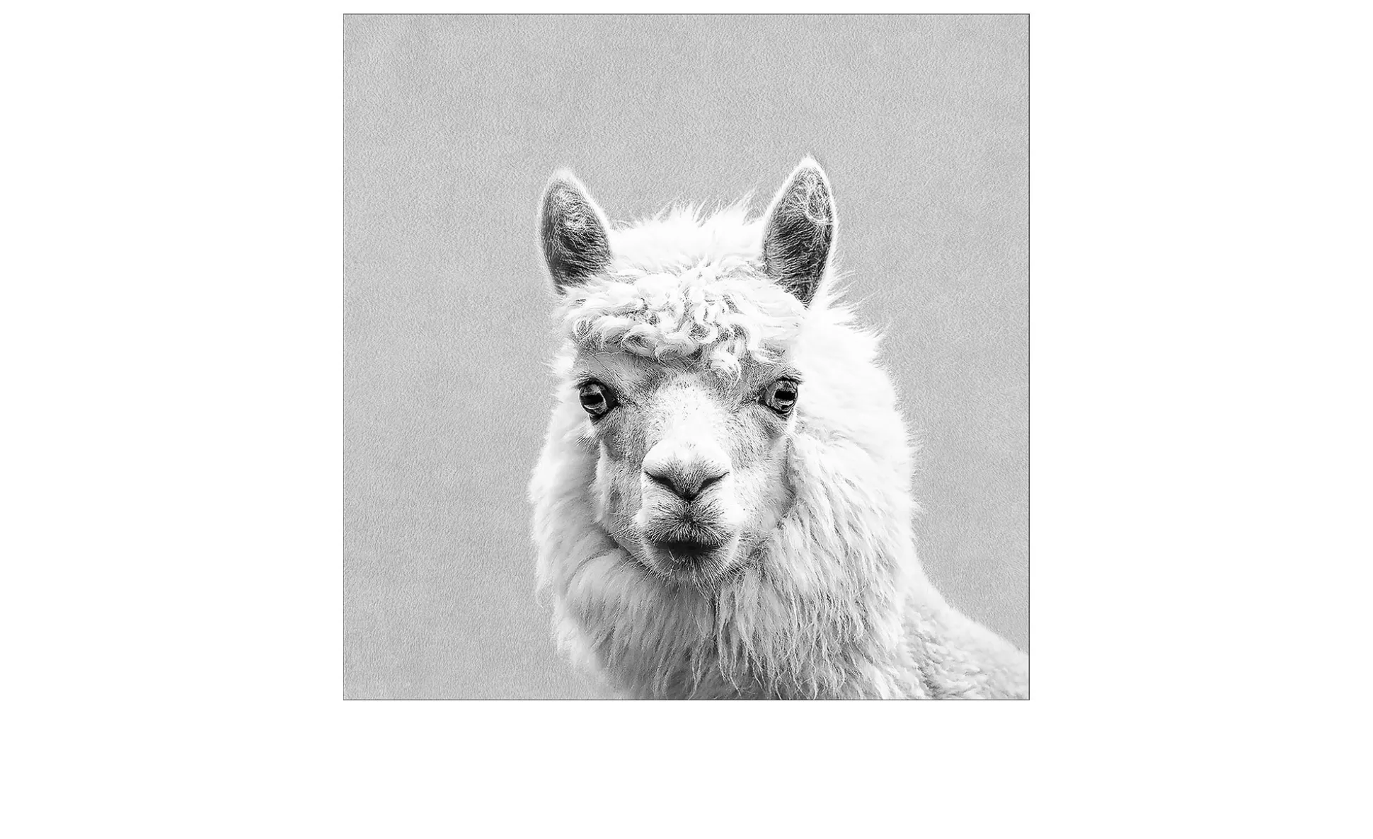 Leinwandbild Lama 30 x 30 cm