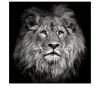Leinwandbild Lionhead 40 x 40 cm