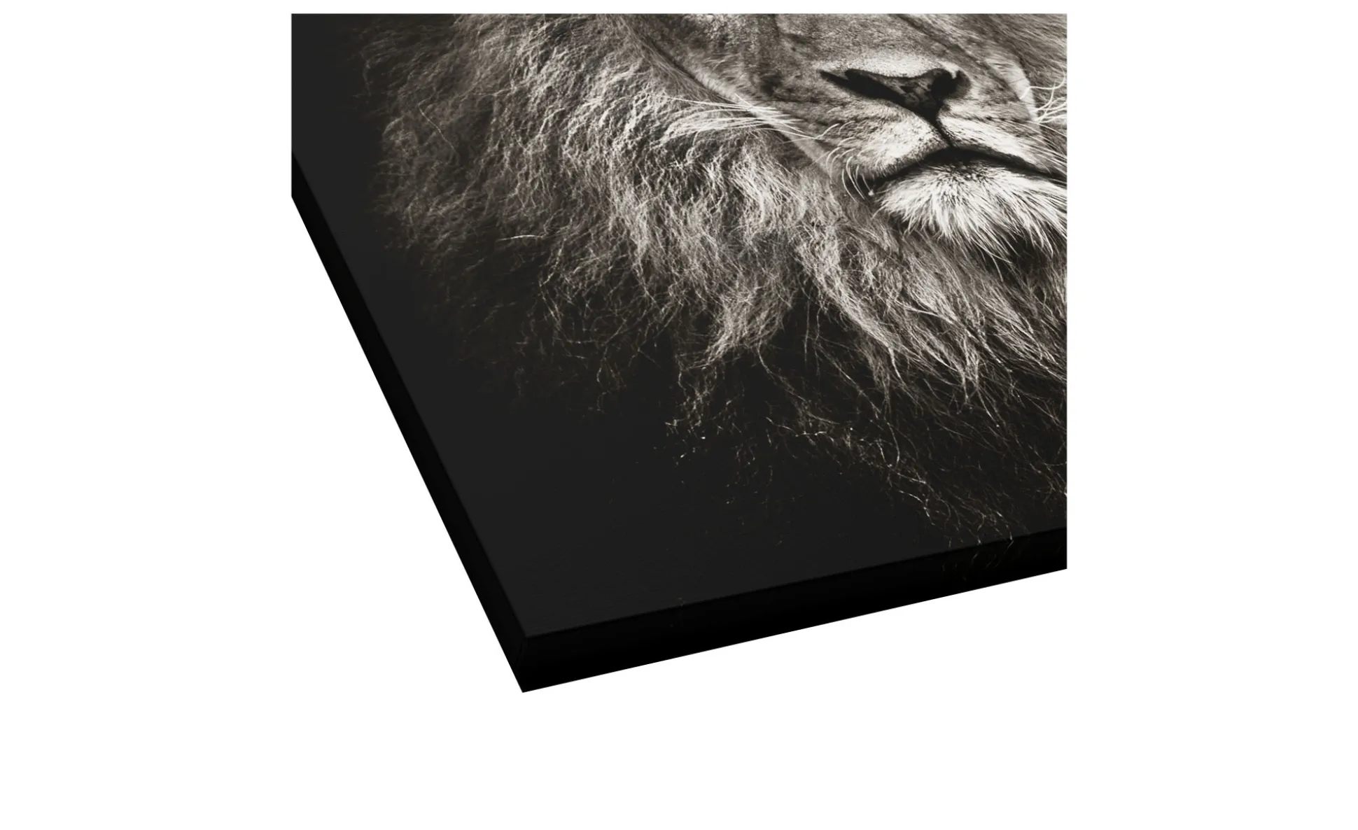 Leinwandbild Lionhead 40 x 40 cm