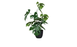 Monstera 47 cm