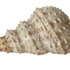 Muschel Bigo