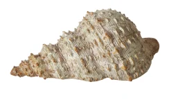 Muschel Bigo