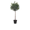 Olivenbaum Nilla
