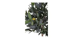 Olivenbaum Nilla