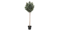 Olivenbaum Nilla
