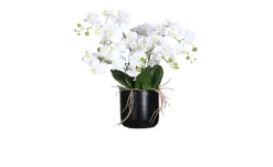 Orchideen-Arrangement 100 cm