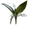 Orchideen-Blattpflanze 21 cm