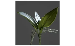 Orchideen-Blattpflanze 21 cm
