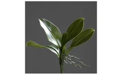 Orchideen-Blattpflanze 25 cm