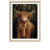 Rahmenbild Scottisch Highland Cattle 33 x 43 cm