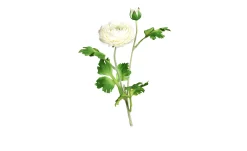 Ranunkel 60 cm